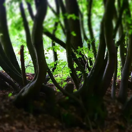 Almrefugio نيوماركت إن دير أوبيرفالز